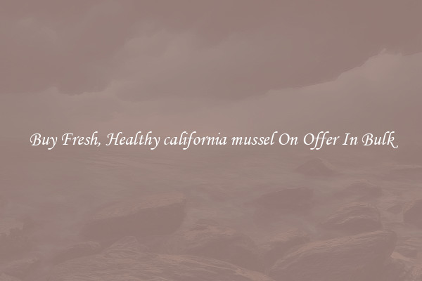 Buy Fresh, Healthy california mussel On Offer In Bulk